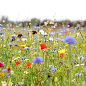 Workshop aanleggen van een bloemenweide